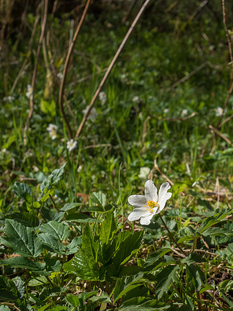 20170412-Urquhart Bay Wood-EM520027