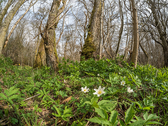 Urquhart Bay Wood