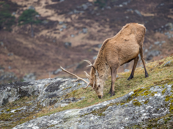 Red Deer Stag
