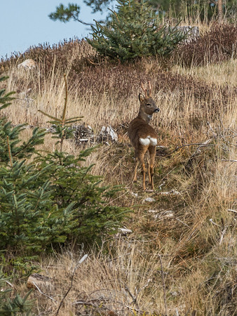 Roe Deer at Culnaskiach