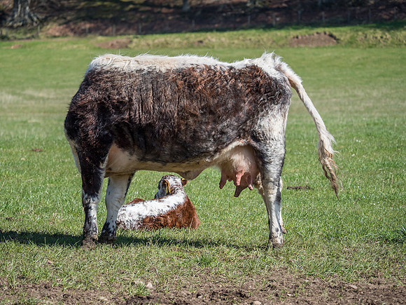 Headless Cow!
