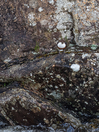Dipper Nest