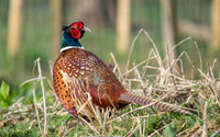 Colourful Fellow