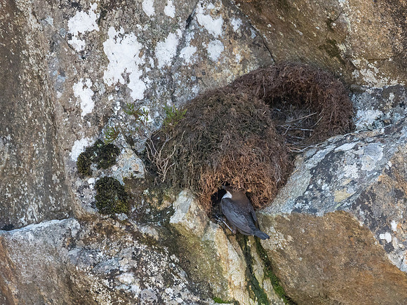 Dipper Nest