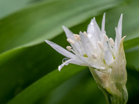 Wild Garlic Flower
