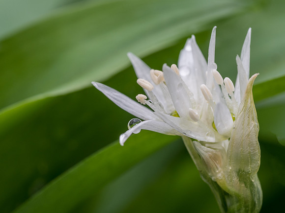 Wild Garlic Flower
