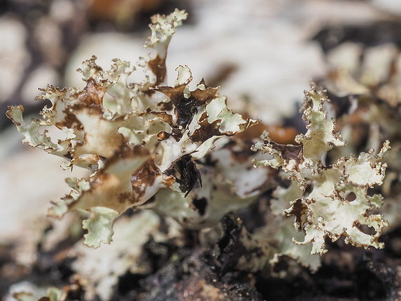 Lichen on Silver Birch