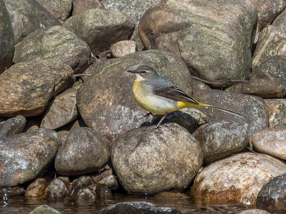 Grey Wagtail