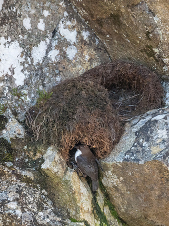 Dipper Nest
