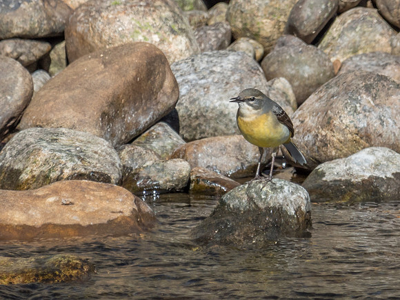 Grey Wagtail