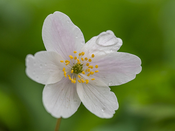 Wood Anemone