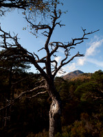 20111002-Glen Affric-QA024027