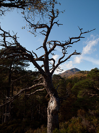 20111002-Glen Affric-QA024027