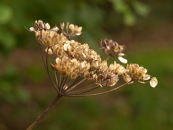 20111009-Craigmonie-QA094206