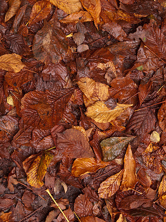 20111009-Craigmonie-QA094210