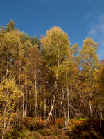 20111002-Glen Affric-QA023982