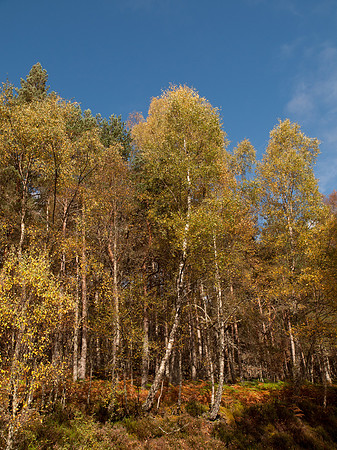 20111002-Glen Affric-QA023982