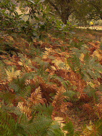 20111009-Craigmonie-QA094180