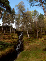 20111002-Glen Affric-QA023970