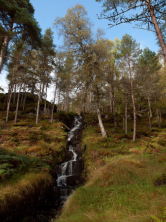 20111002-Glen Affric-QA023970
