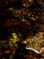 20111002-Glen Affric-QA023975
