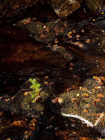 20111002-Glen Affric-QA023975
