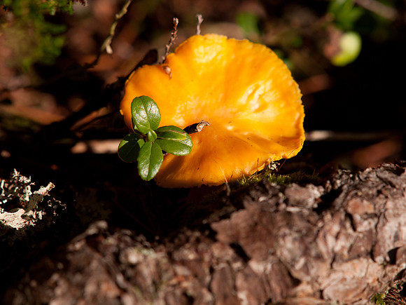 20111002-Glen Affric-QA024063