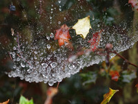 20111001-Garden-QA013957