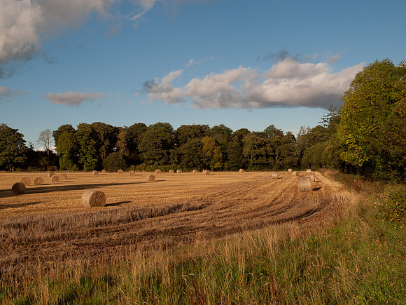 20111002-Glen Affric-QA024106