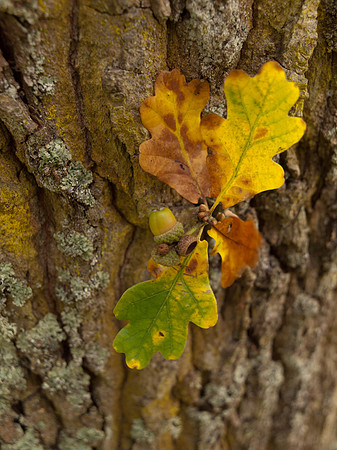 20111009-Craigmonie-QA094179