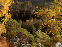 20111002-Glen Affric-QA024001