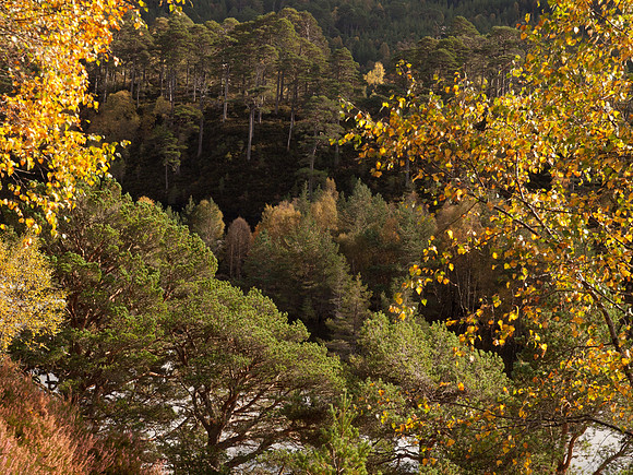 20111002-Glen Affric-QA024001