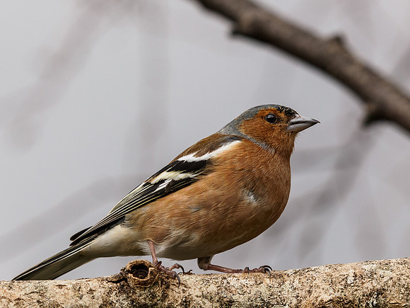 Chaffinch 1