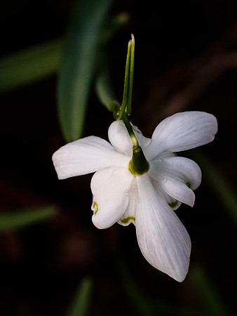 Snowdrop