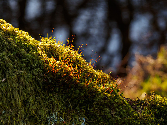 Mossy Close-up