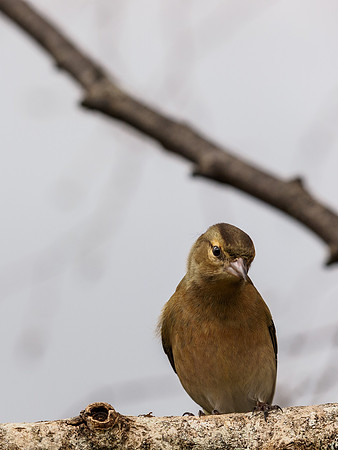 Chaffinch 2