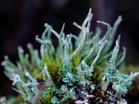 Cladonia