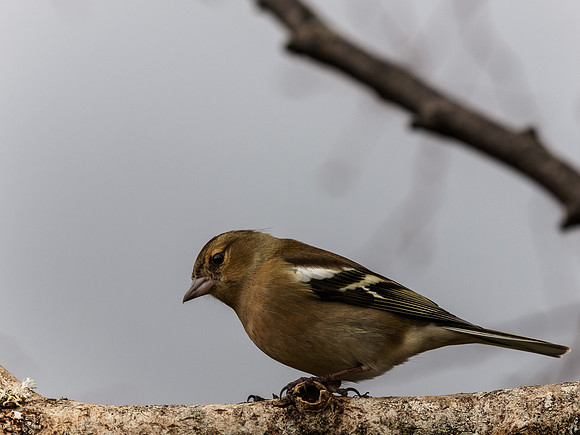 Chaffinch 3