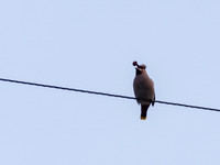 Waxwings 2