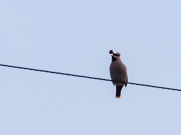 Waxwings 2