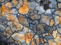 Map Lichen