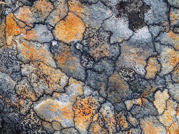 Map Lichen
