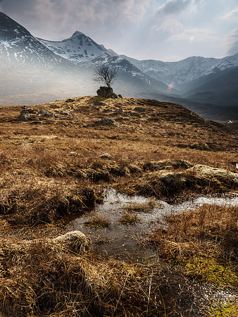 Glen Sheil Tree