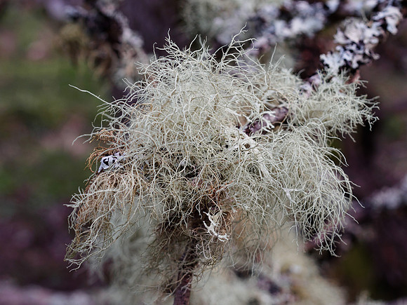 Lichen Wig