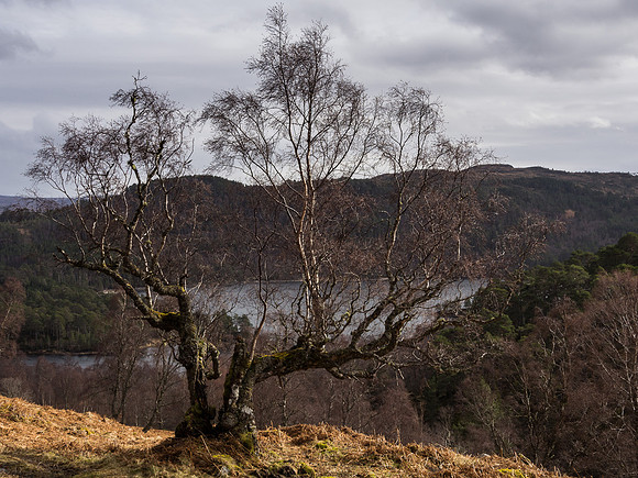 Broken Tree