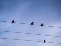 Waxwings 1