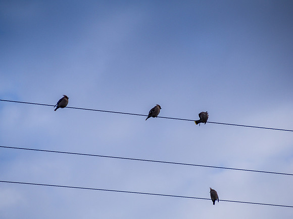 Waxwings 1