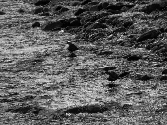 Two Dippers