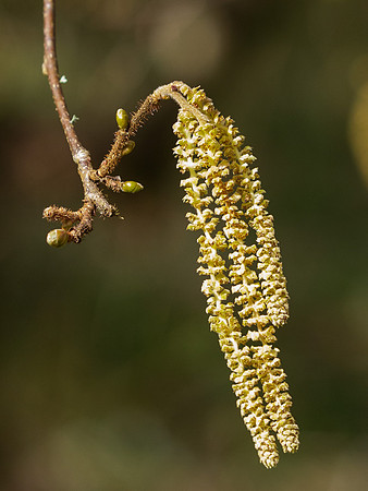 Alder Flower
