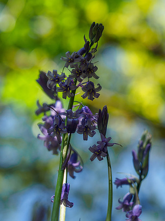 20210530-Garden-EM122914
